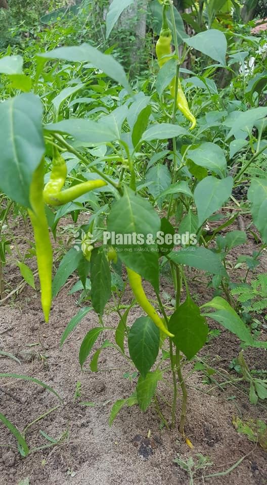 Vegetable Plants(Waraniya,Batu,Thakkali,Nimiris,Belpepar)