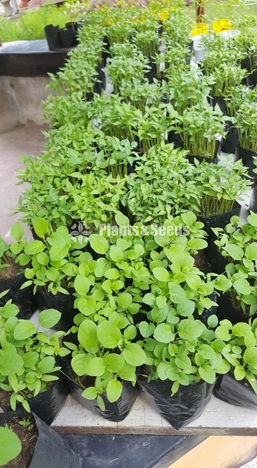 Vegetable Plants(Waraniya,Batu,Thakkali,Nimiris,Belpepar)