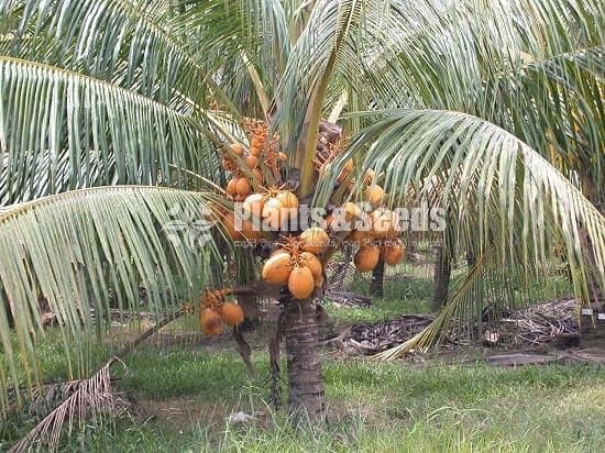 Thabili Pela (King Coconut)