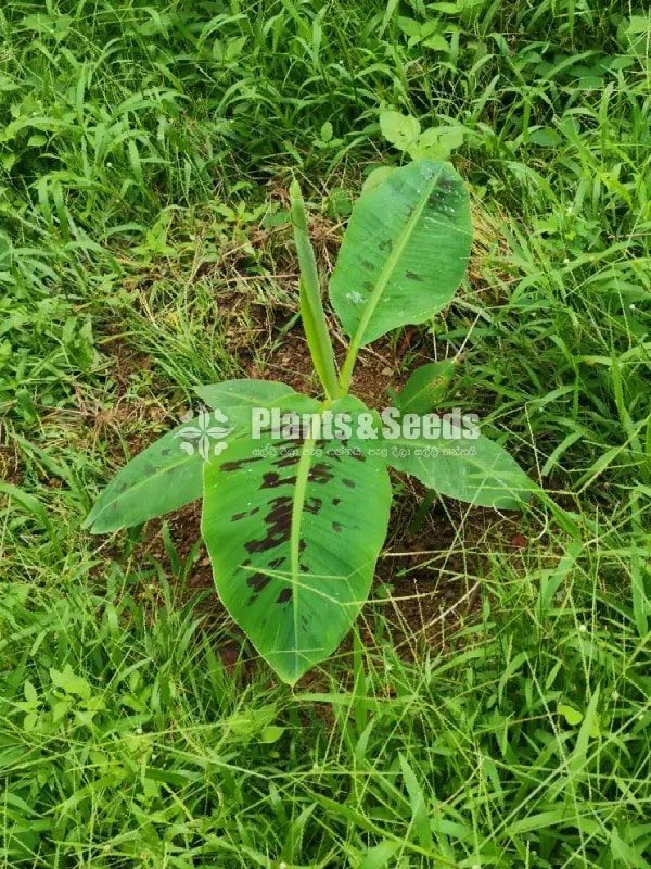 Bud Banana (kolikuttu kavendish )