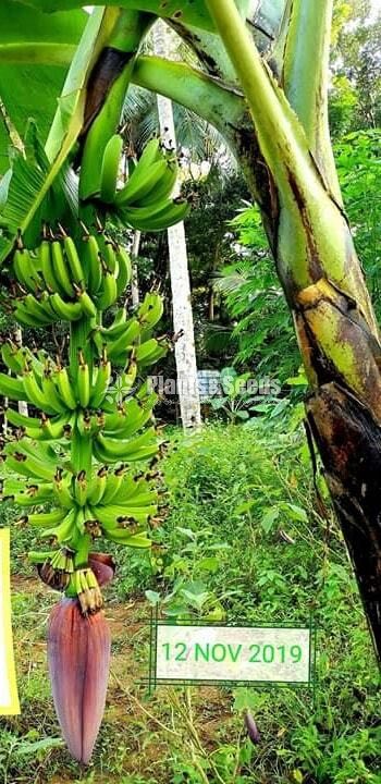 Bud Banana (kolikuttu kavendish )