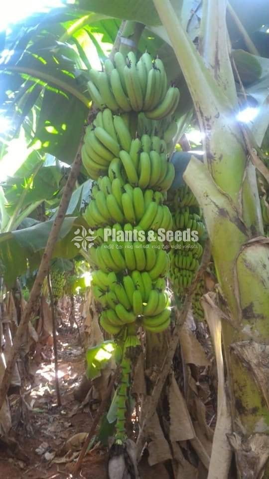 Bud Banana (kolikuttu kavendish )