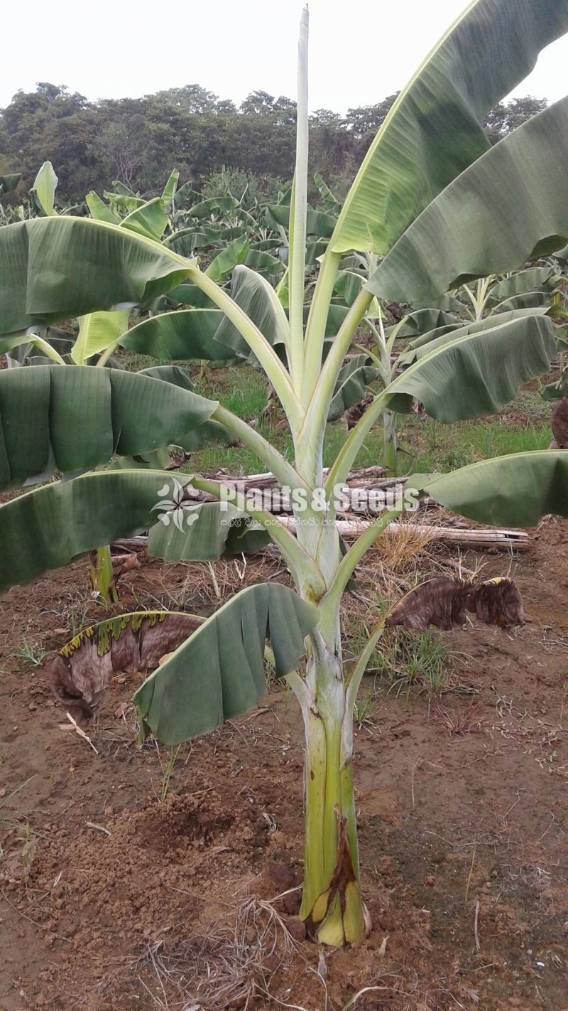 Bud Banana (kolikuttu kavendish )