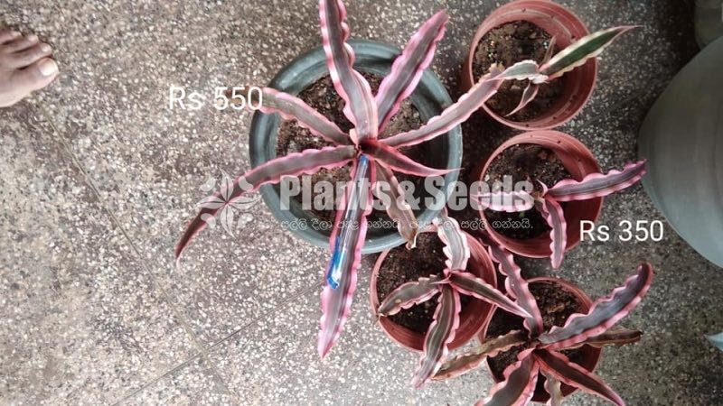 Cryptanthus