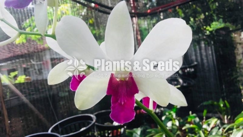 Dendrobium Orchid