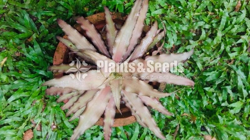 Indoor Sansevieria Plants