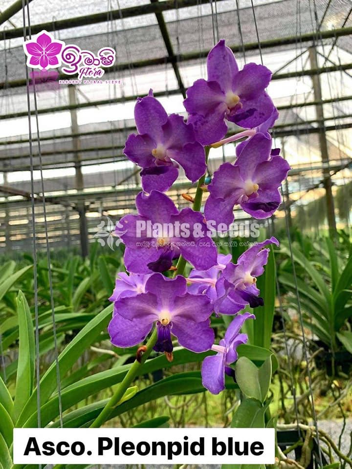 Ascosenda Orchids