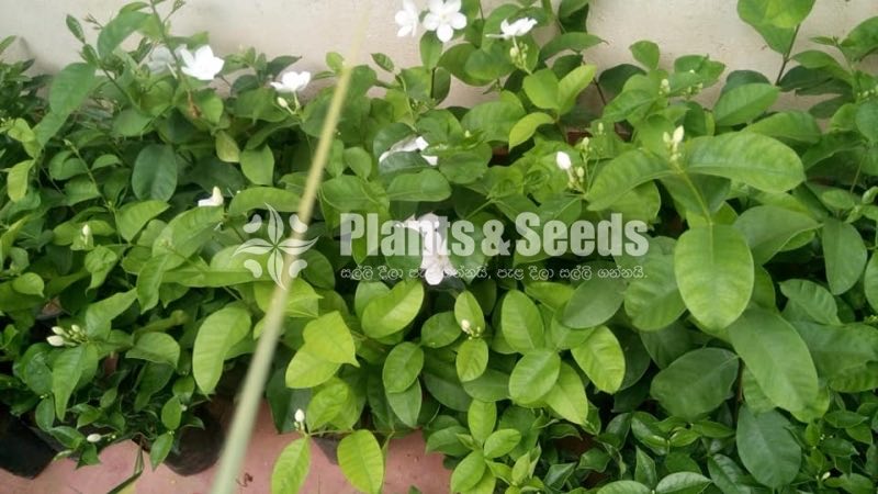 White Idda plants 