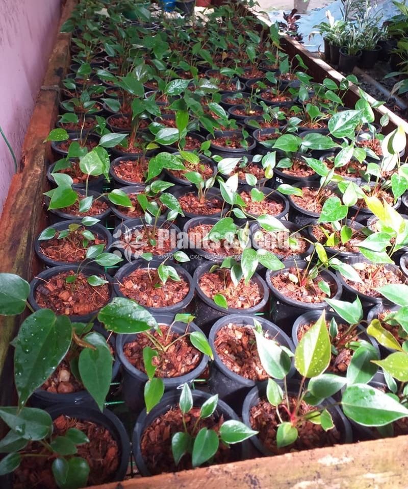 Bankok Anthurium seed plants