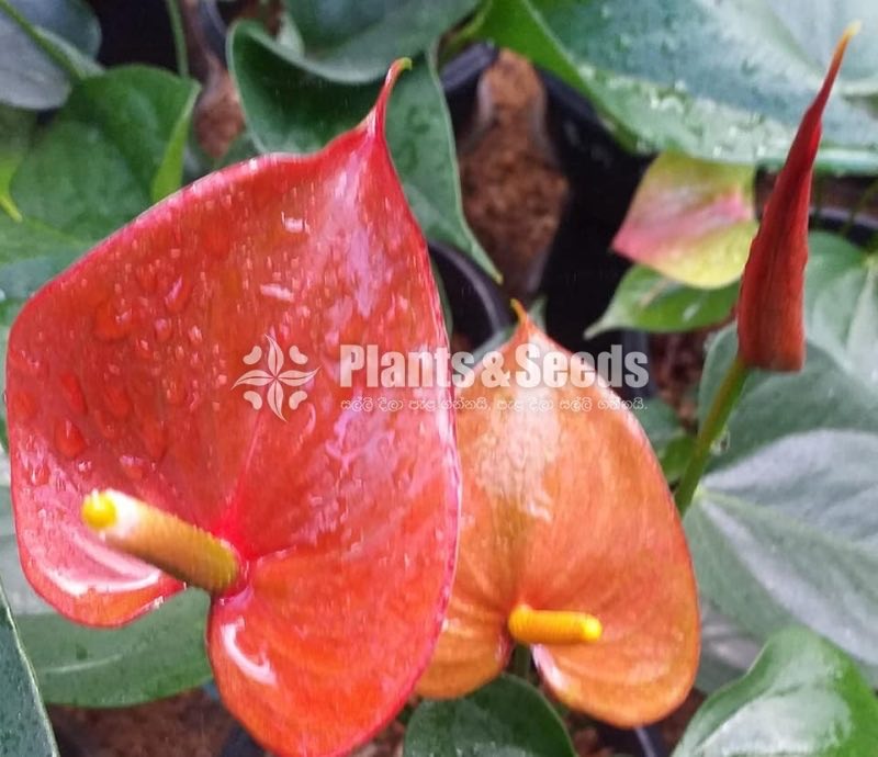 Bankok Anthurium seed plants