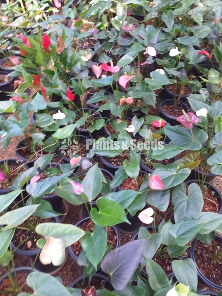 Bankok Anthurium seed plants