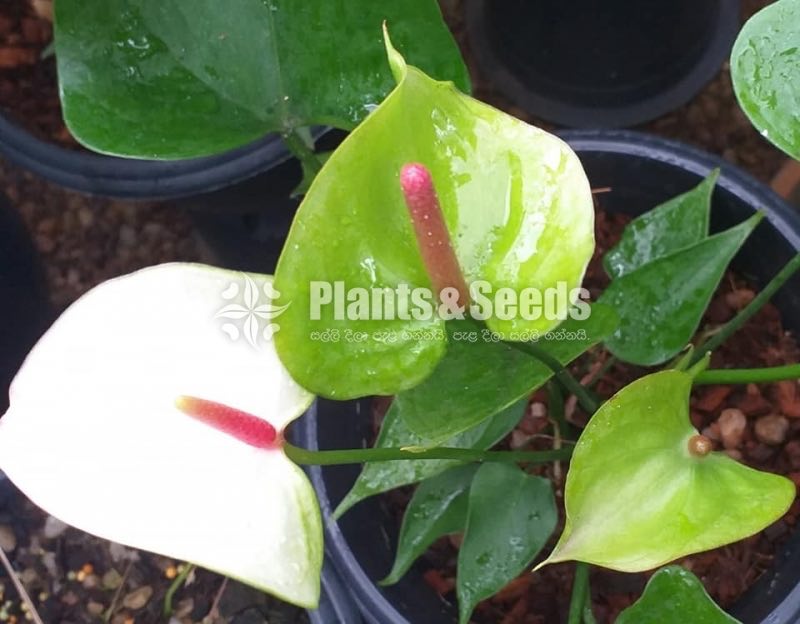 Bankok Anthurium seed plants