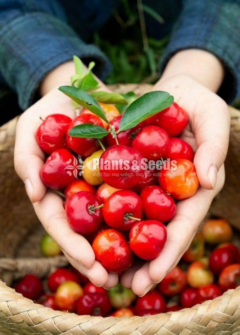 Barbados cherry 