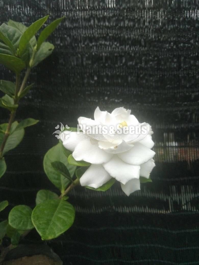 Arabian Jasmine 