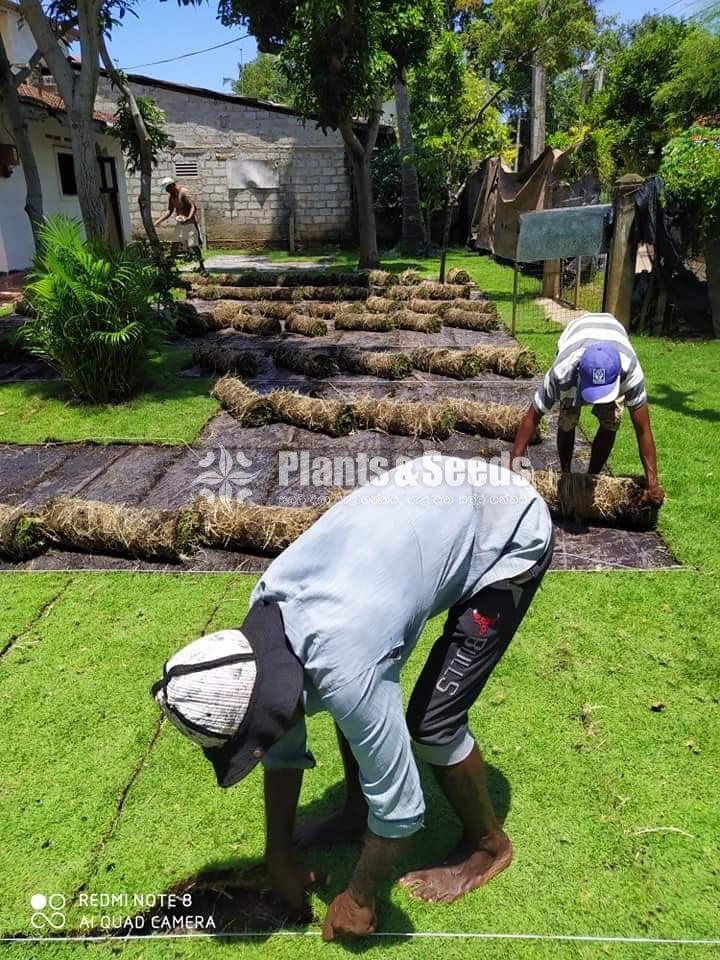 AUSTRALIAN GRASS 