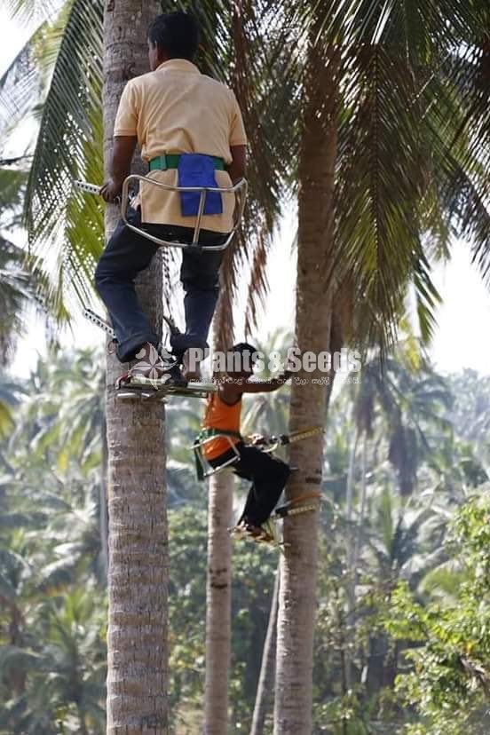 Coconut Plucking Machine (පොල් කඩන මැෂිම )