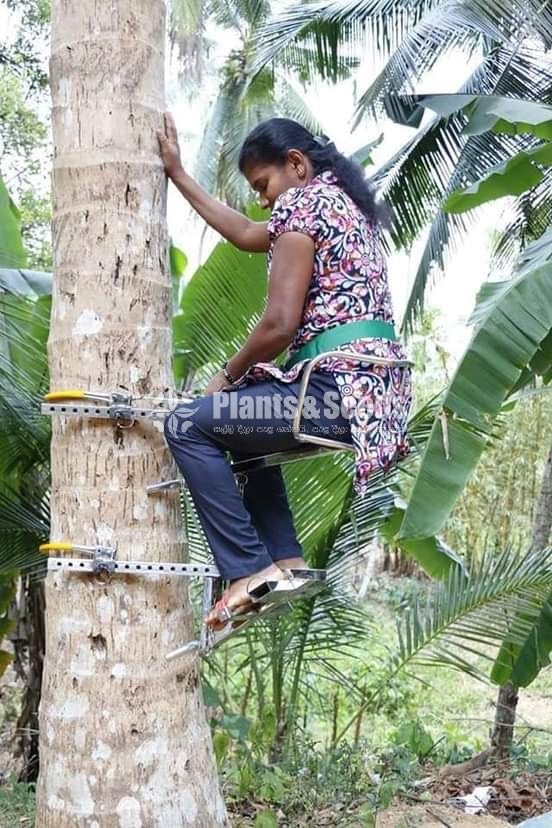 Coconut Plucking Machine (පොල් කඩන මැෂිම )