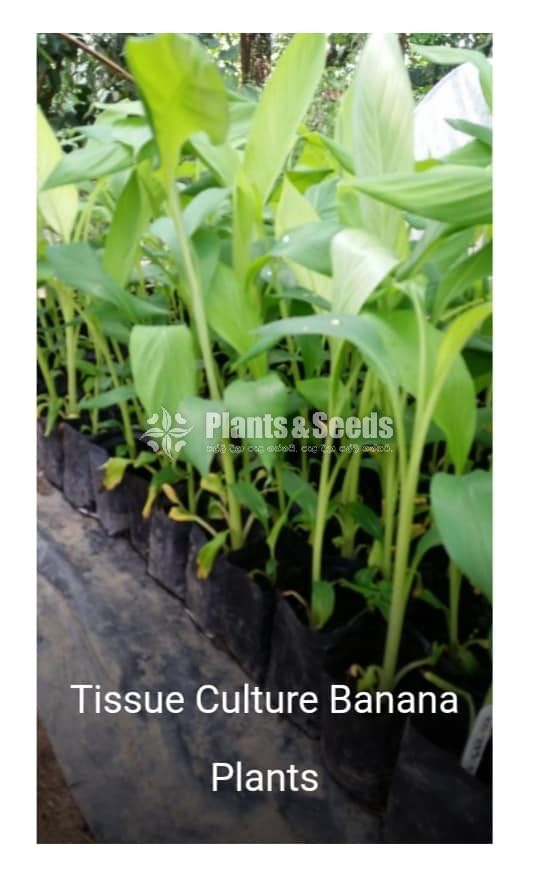 Tissue Culture Banana Plants (Kolikuttu)