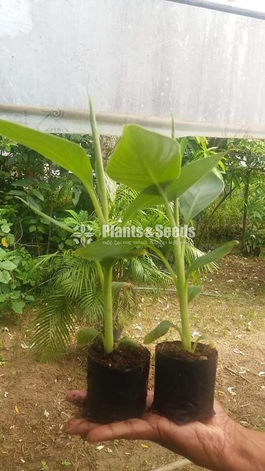 Tissue Culture Banana Plants (Kolikuttu)