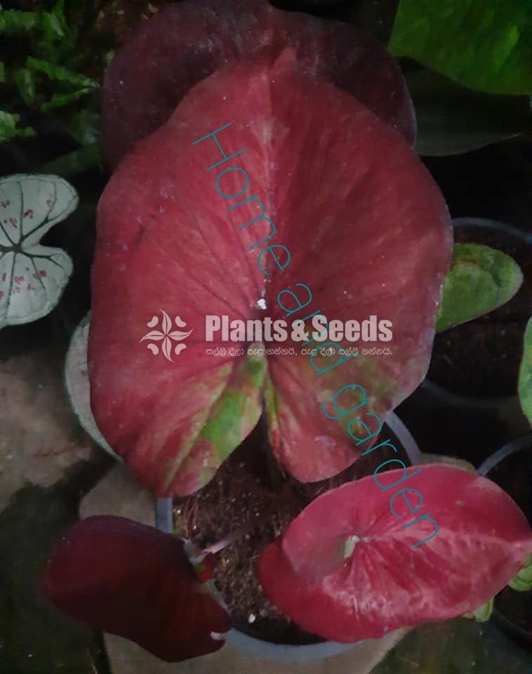 Caladium Collection 