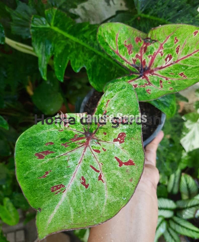 Caladium Collection 