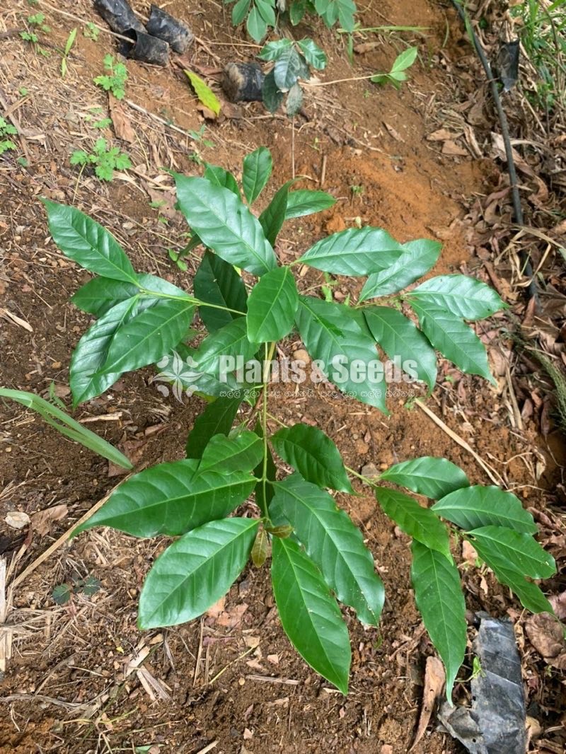 Coffe Plants (Brazil)