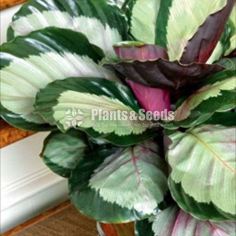 12 Ornamental Plants Package 1000