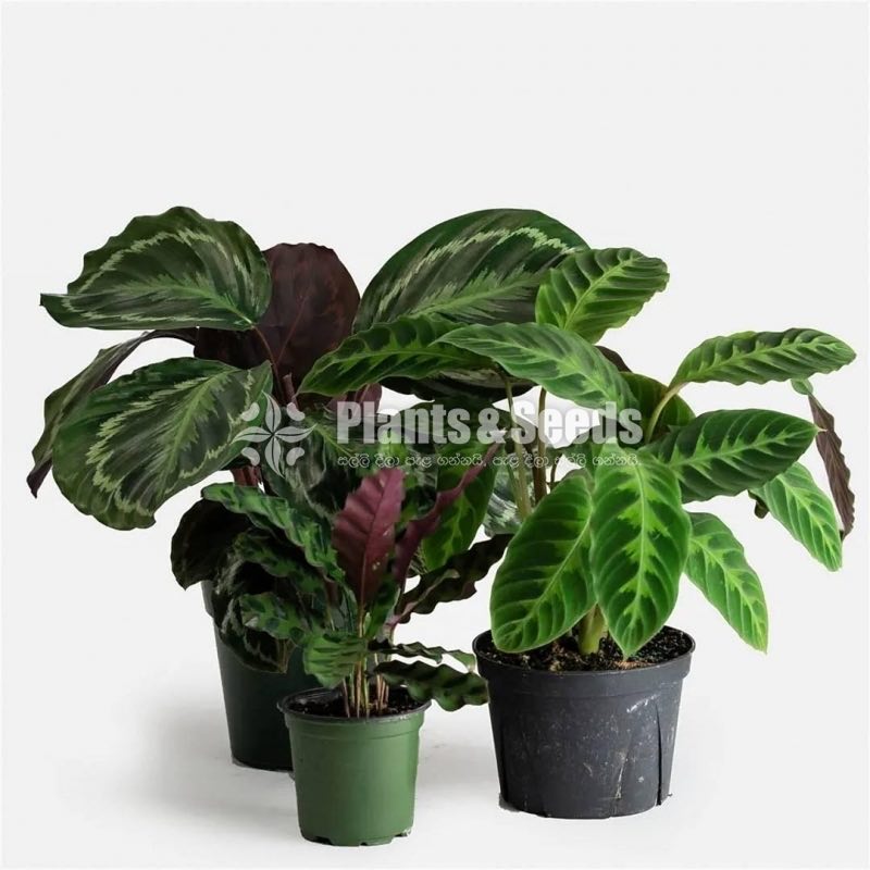 12 Ornamental Plants Package 1000