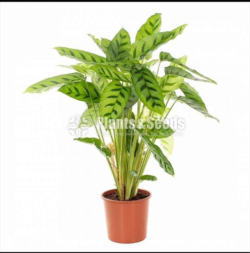 12 Ornamental Plants Package 1000