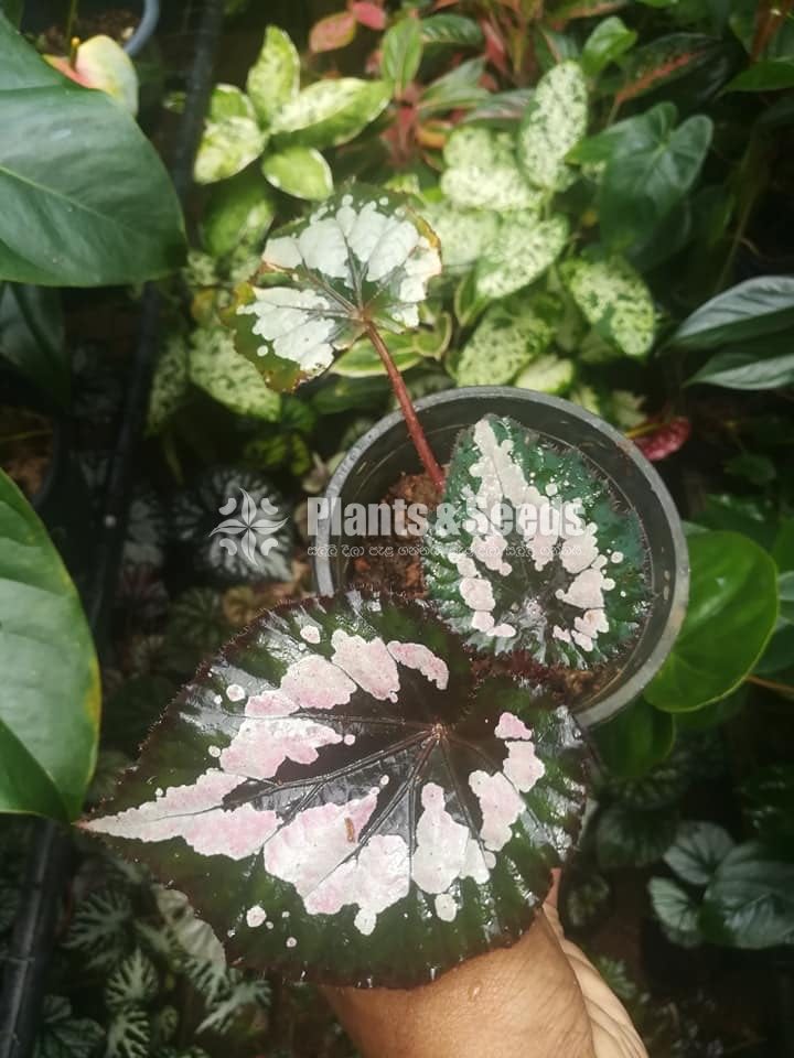 Begonia Collection