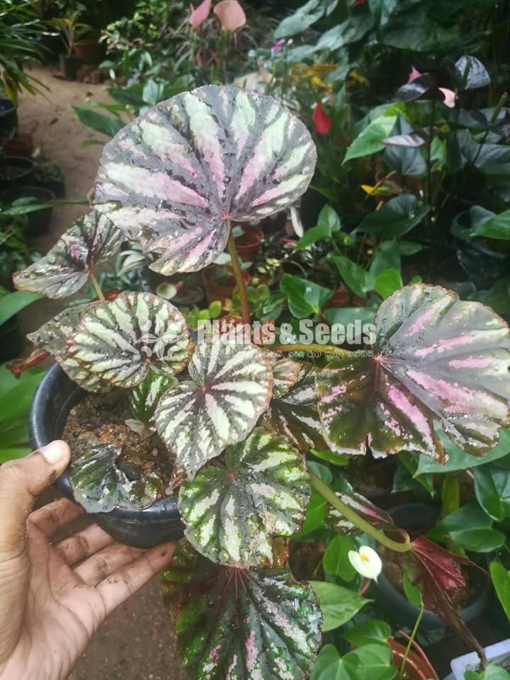 Begonia Collection