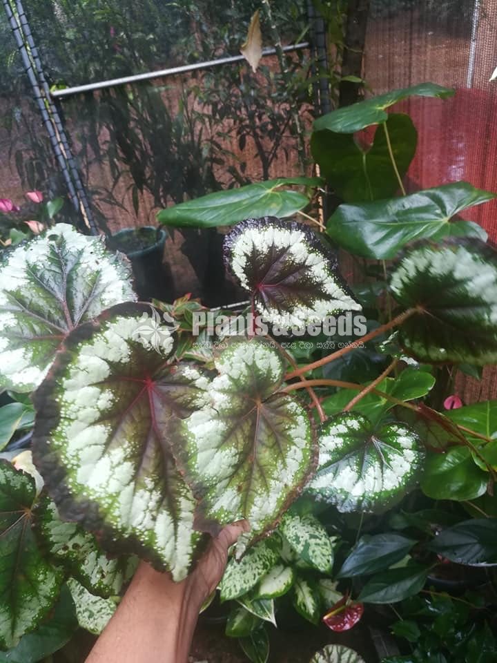 Begonia Collection