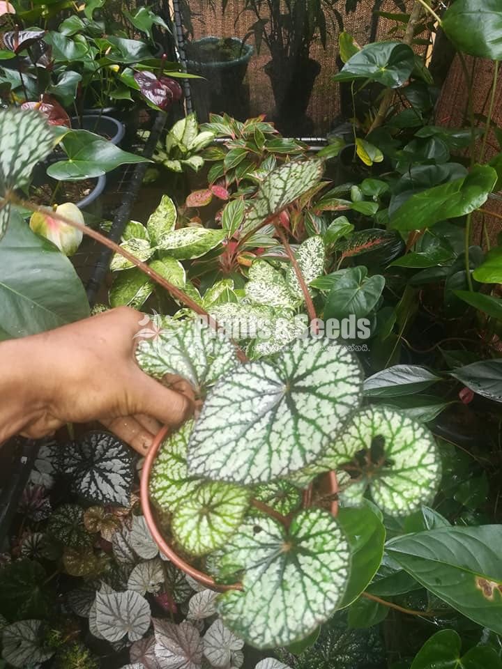 Begonia Collection