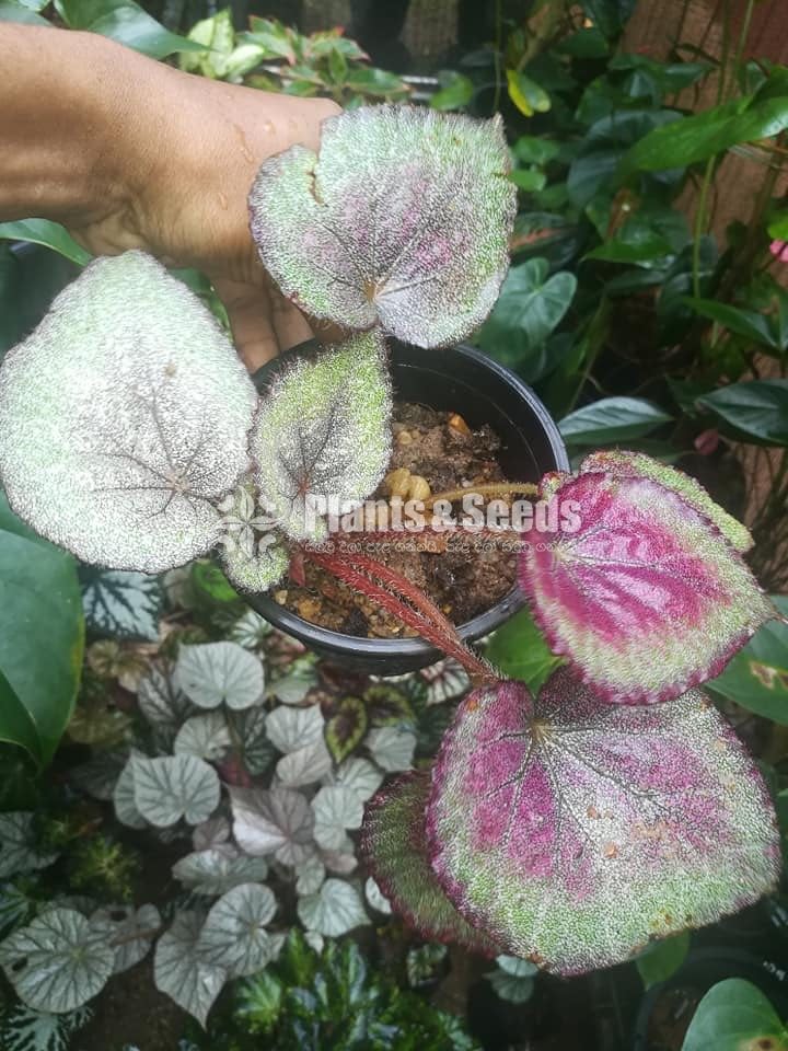 Begonia Collection