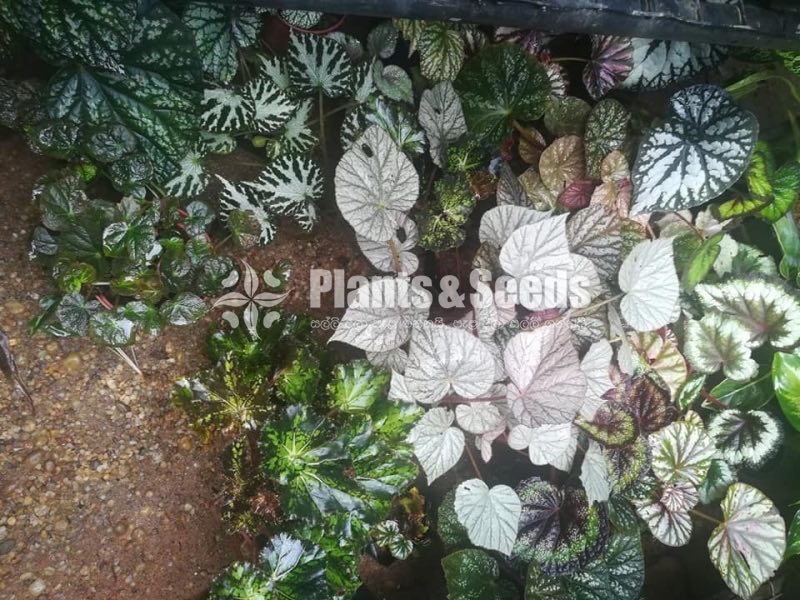 Begonia Collection