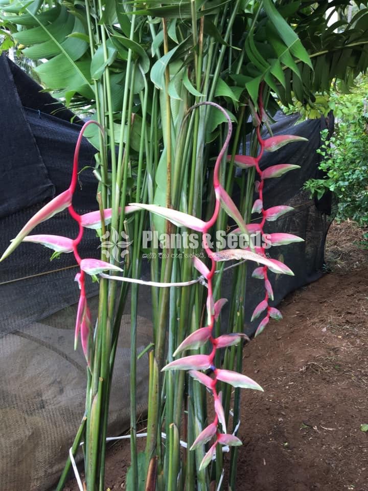 Heliconia Chartacea