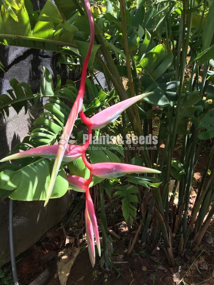 Heliconia Chartacea