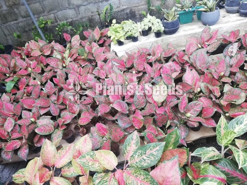 Red Aglonima Plants 