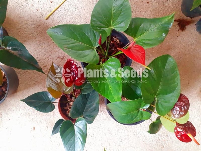 Bankok Anthurium Collection