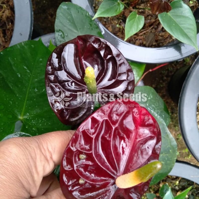 Anthurium Collection