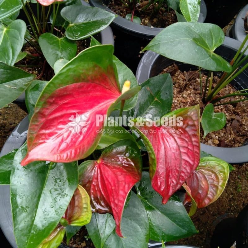 Anthurium Collection