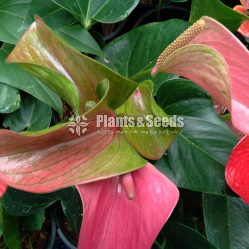 Anthurium Collection