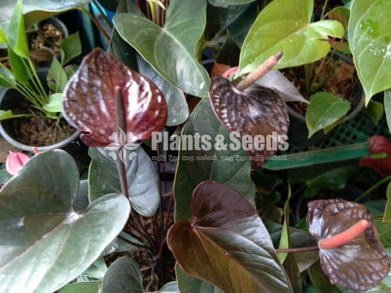 Anthurium Collection