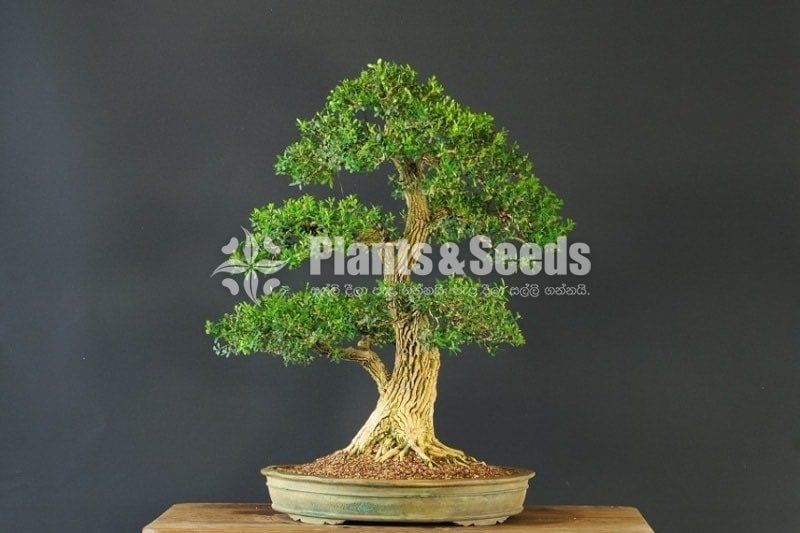 Boxwood Plants for Bonsai