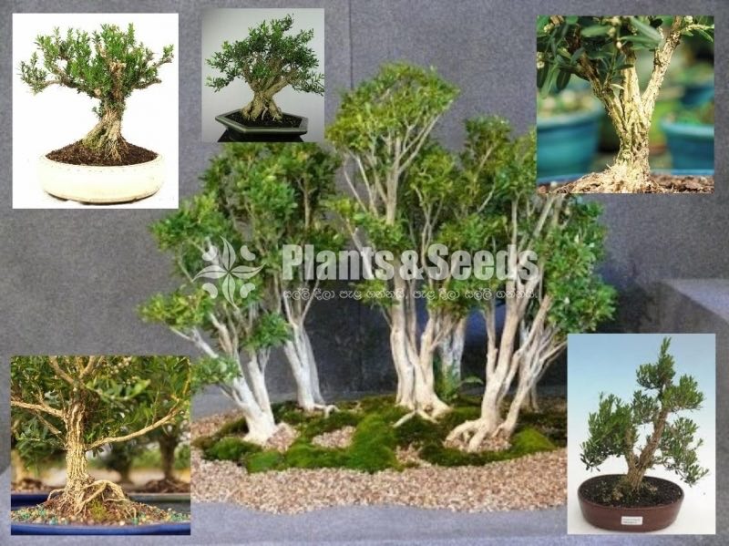 Boxwood Plants for Bonsai