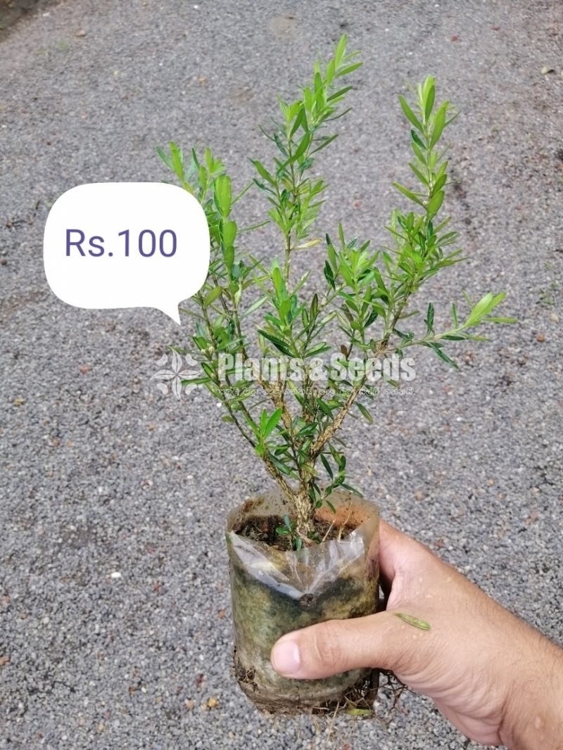 Boxwood Plants for Bonsai