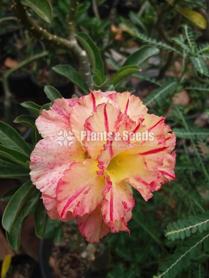 Adenium Collection