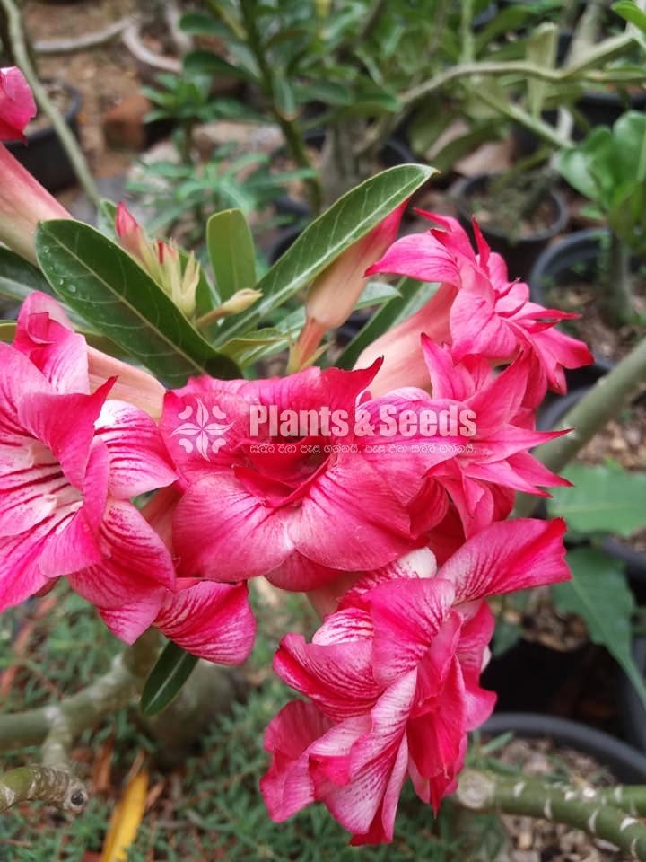 Adenium Collection