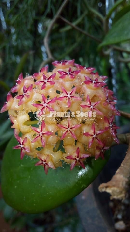 Hoya Plants