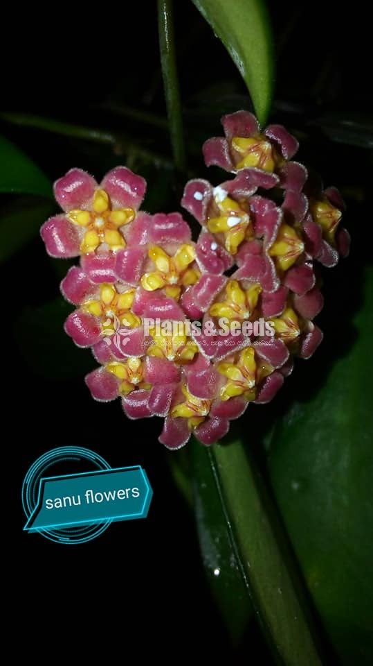 Hoya Plants